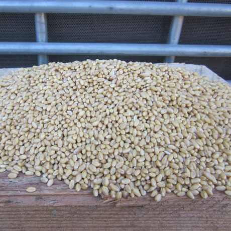 Organic Sonora Wheat Berries